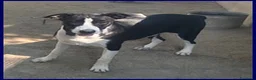 Meticcio cani in regalo: KLIZIA allegra e simpaticissima - Annuncio 1