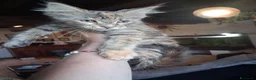Maine Coon gatti in vendita: Maine coon gattini - Annuncio 12
