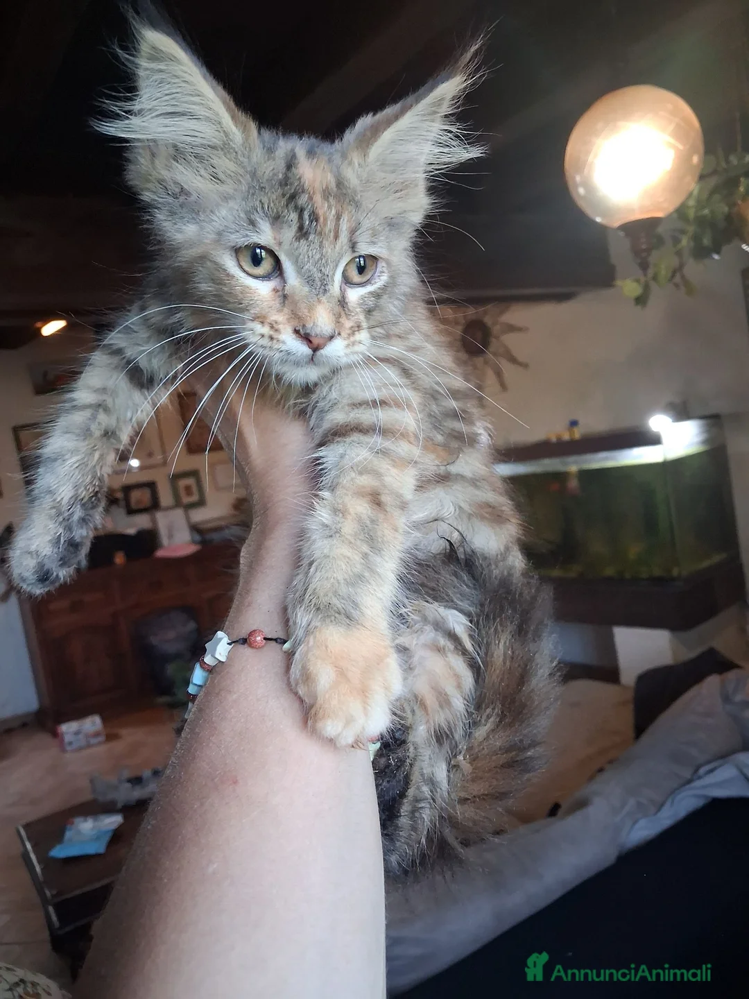 Maine Coon gatti in vendita: Maine coon gattini - Annuncio 12