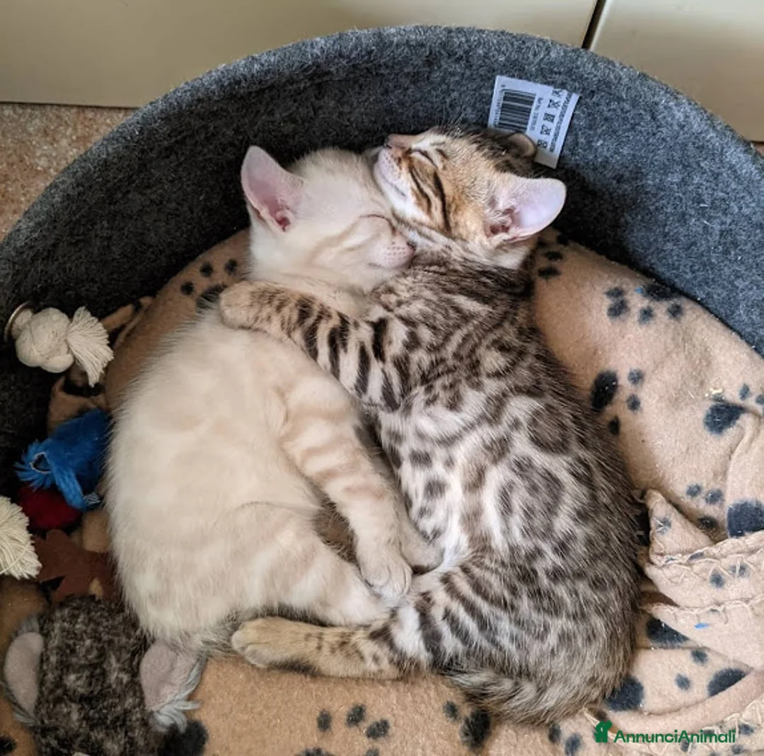 Immagine della galleria {{count}}