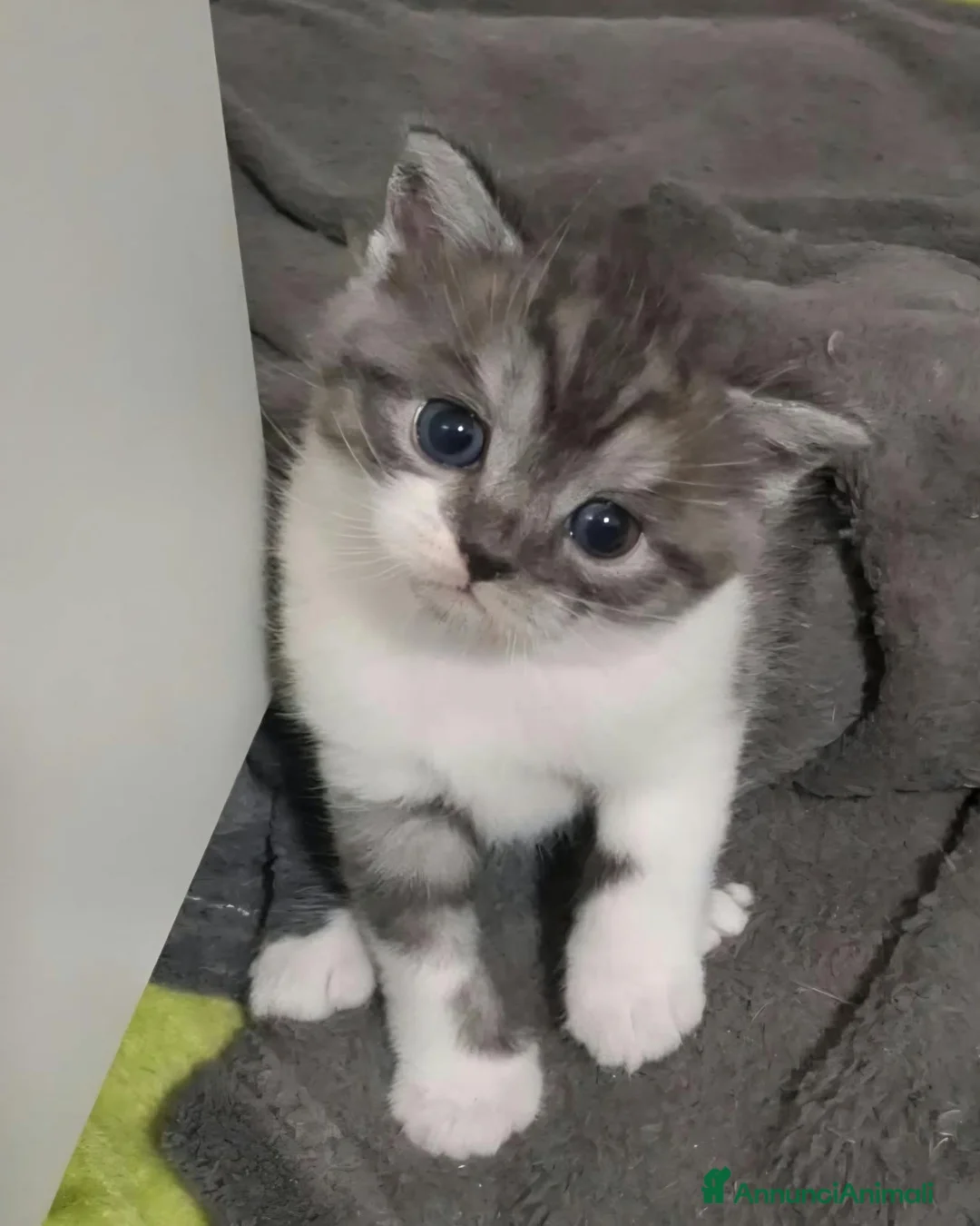 Scottish gatti in vendita: 5 cuccioli scottish  - Annuncio 2