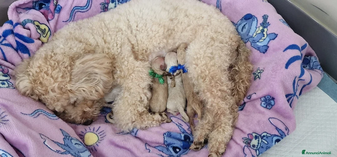 Barboncino cani in vendita: Cuccioli di barboncino  - Annuncio 4