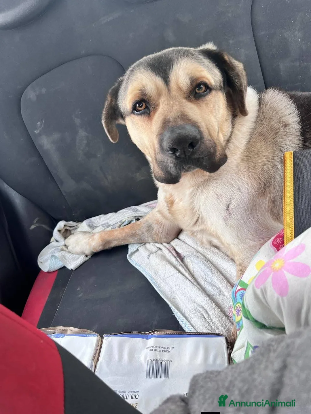 Meticcio cani in regalo: Pablo cagnolone meraviglioso - Annuncio 13