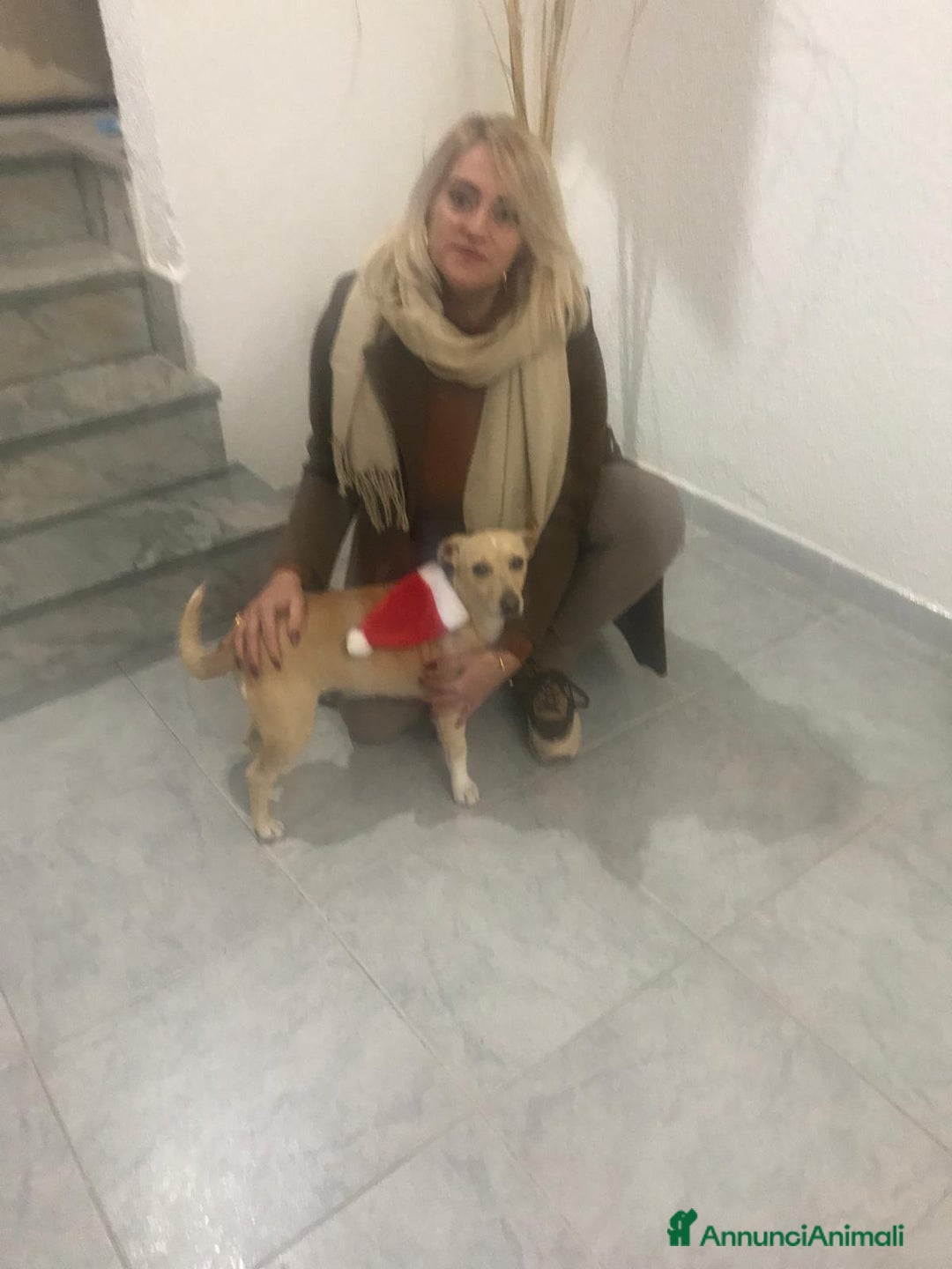 Meticcio cani in regalo: LEA cagnolina taglia piccola di 5 anni - Annuncio 9