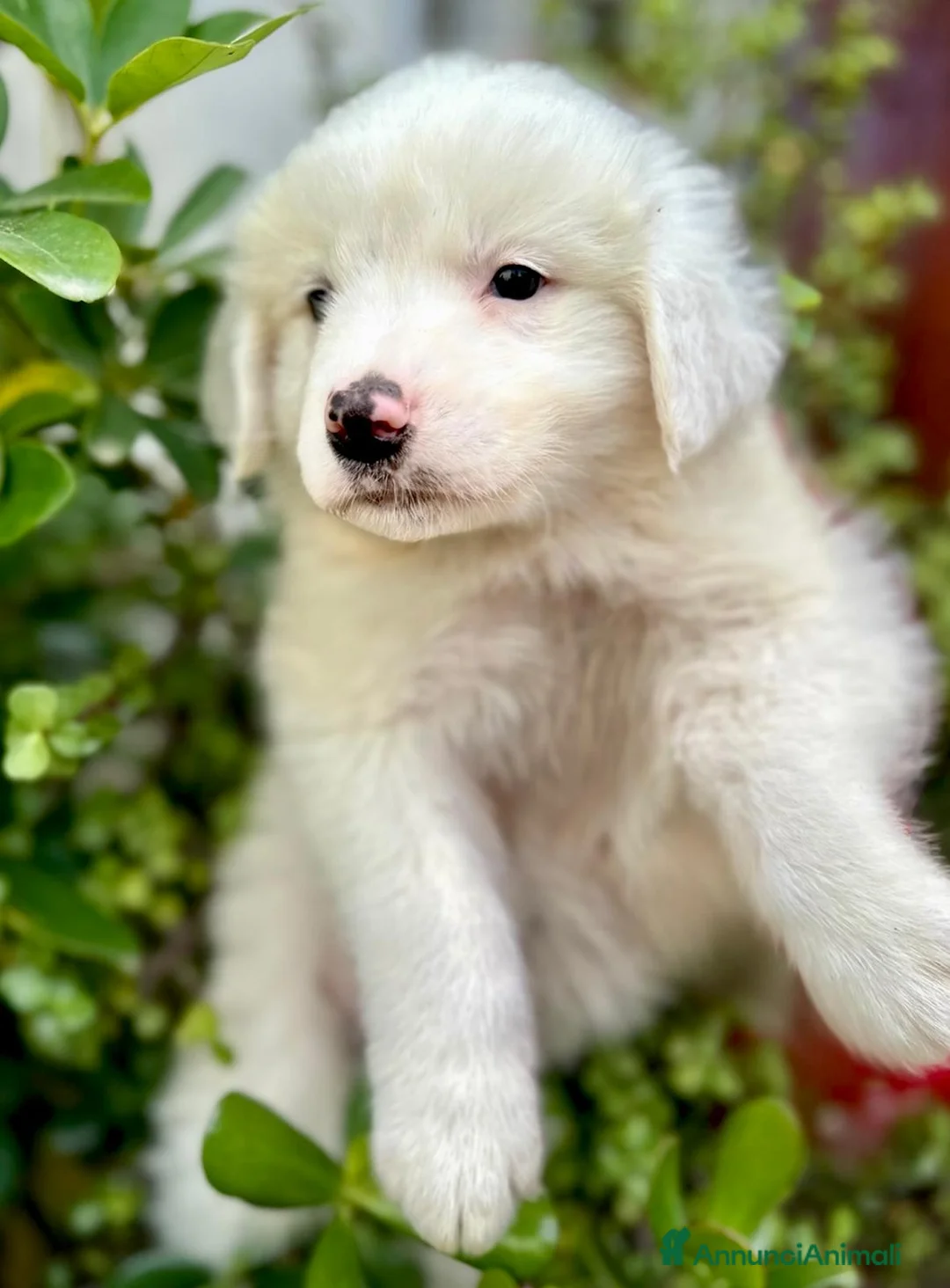 Meticcio cani in regalo: Tanti cuccioli cercano un porto sicuro - Annuncio 1