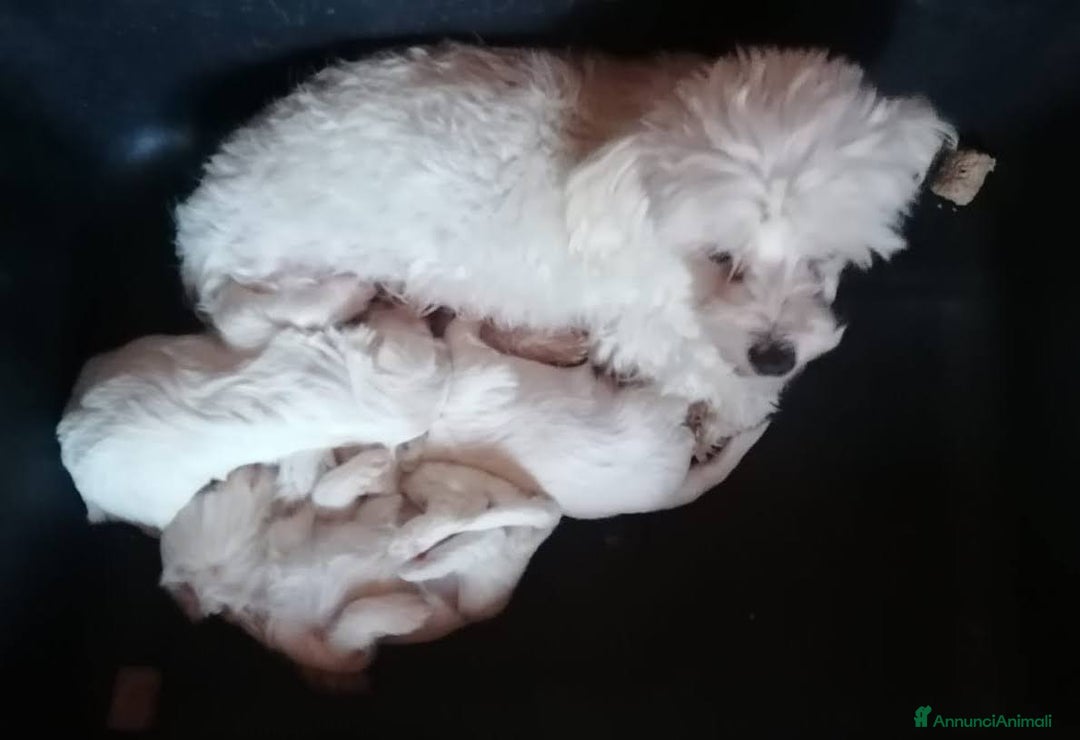 Maltese cani in vendita: Maltese cuccioli Pedigree Enci - Annuncio 3