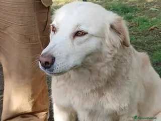 Meticcio cani EVA INC GOLDEN CERCA LA SUA CASA PER LA VITA - Annuncio 8