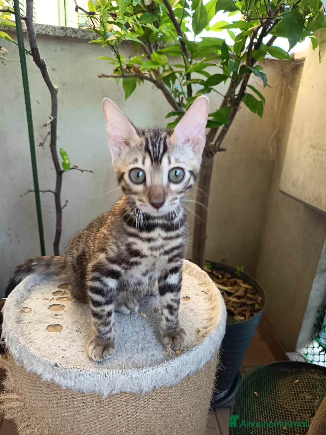 Bengala gatti in vendita: laun splendore cucciola Bengala 🥰  - Annuncio 1