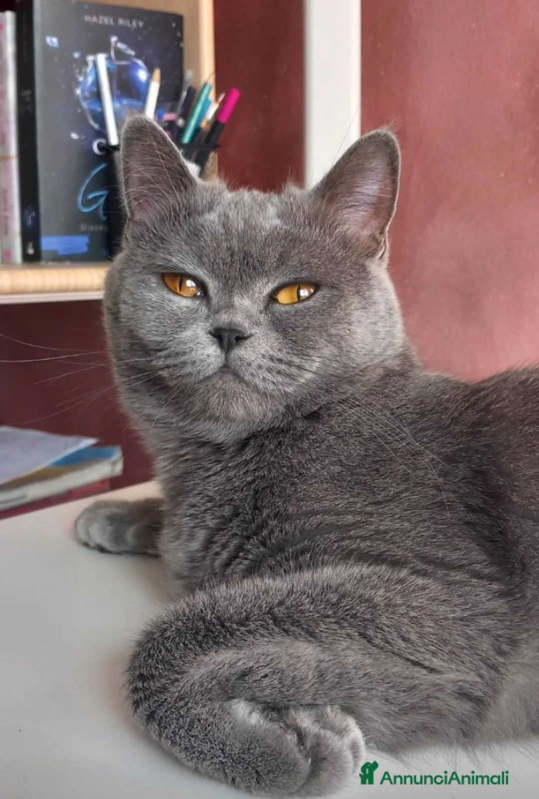 British gatti in vendita: Cucciola Brittish Shorthair Blue  - Annuncio 6