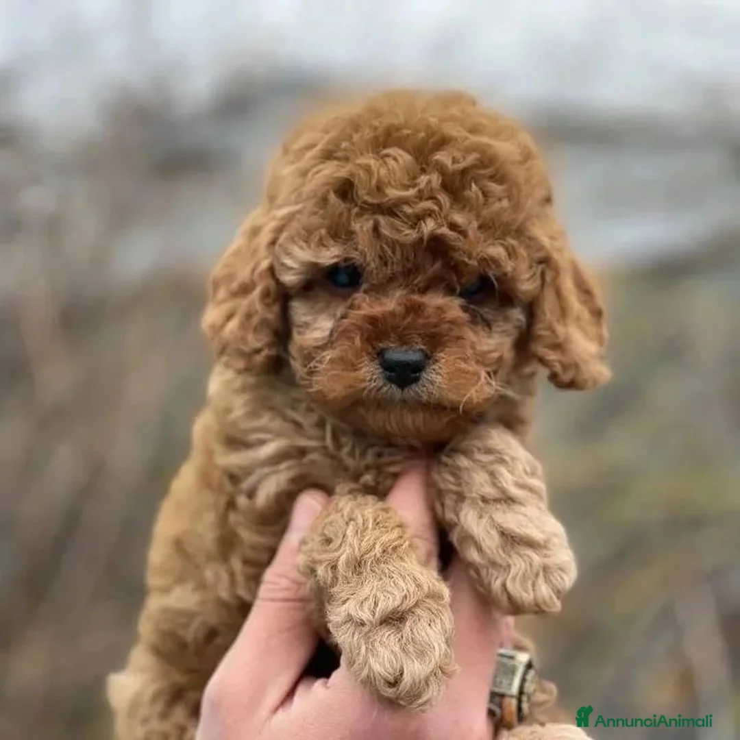 Meticcio cani in vendita: Disponibili adorabili cuccioli di Barboncino a Città Metropolitana di Torino - Annuncio 1