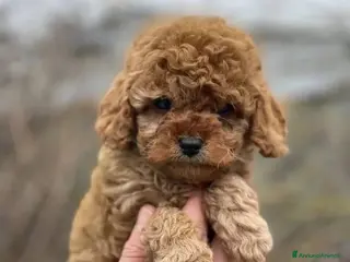 Meticcio cani Disponibili adorabili cuccioli di Barboncino - Annuncio 1