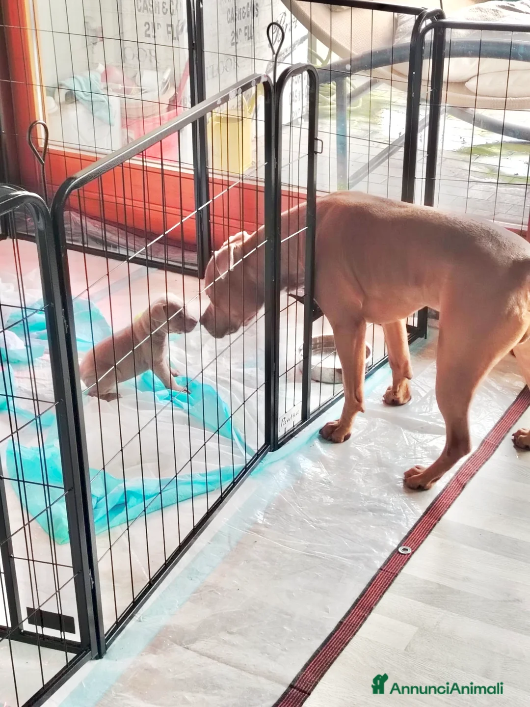 Pitbull cani in vendita: Meravigliosi e ricercati cuccioli di Pitbull - Annuncio 6