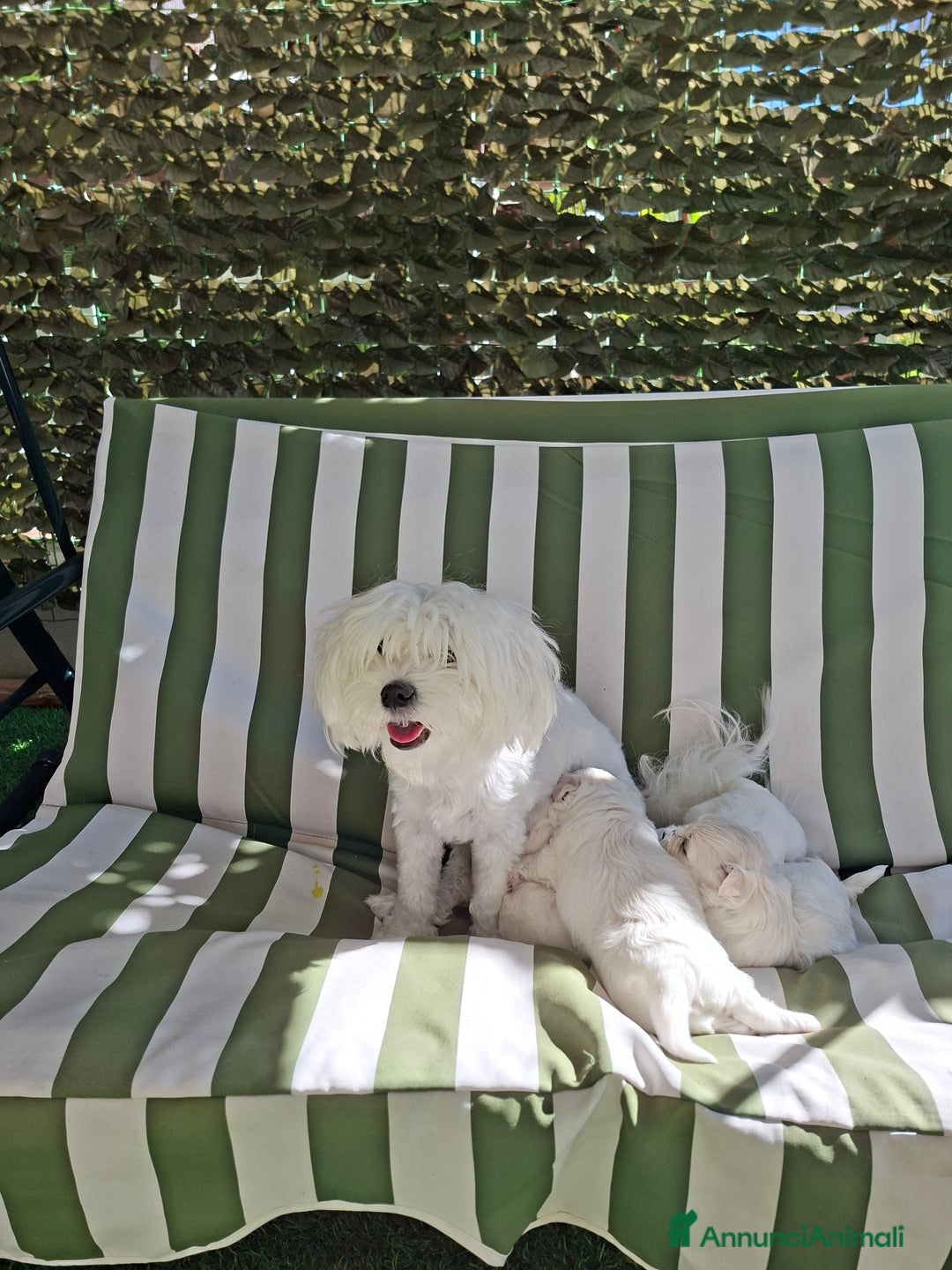 Maltese cani in vendita: Bishon maltese Toy - Annuncio 2