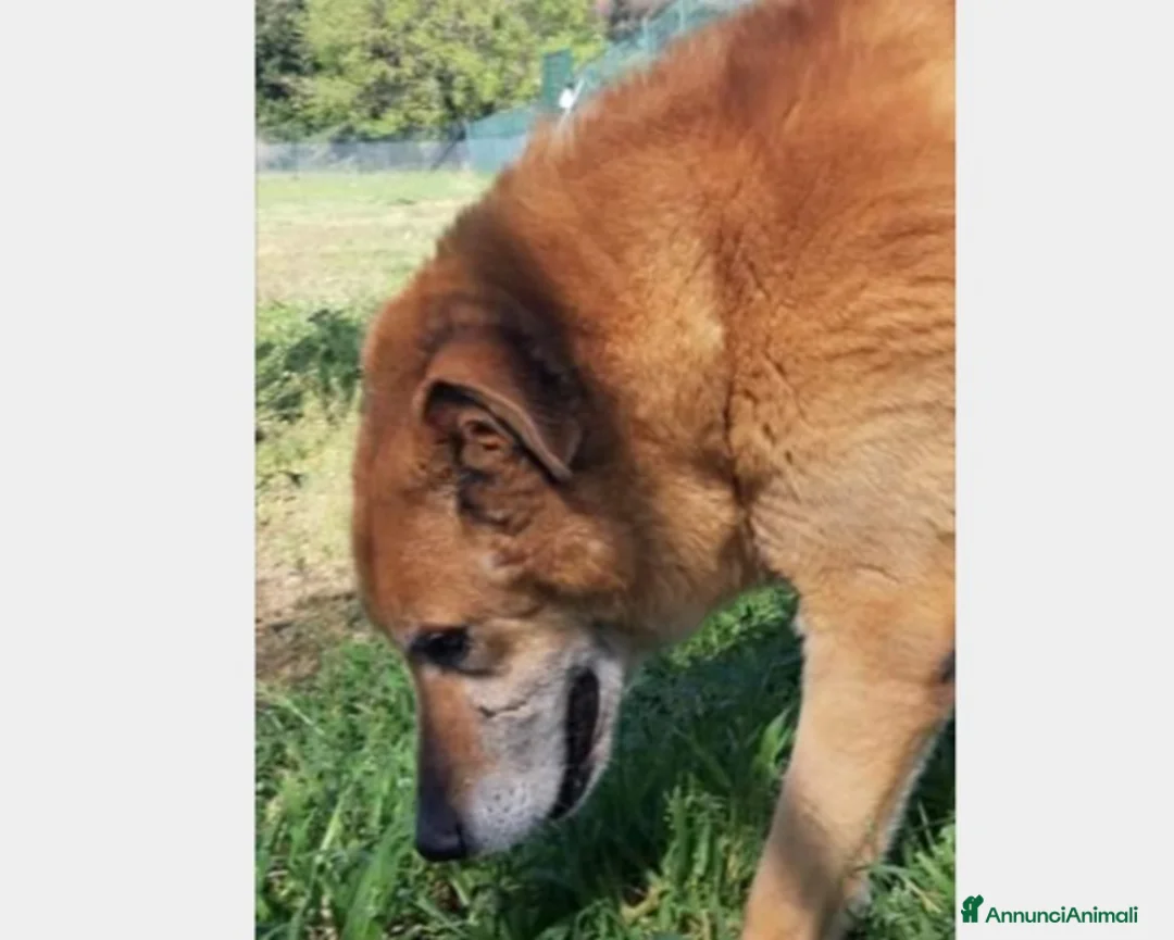 Meticcio cani in regalo: Folk, super cagnolone dolcissimo  a Roma - Annuncio 6