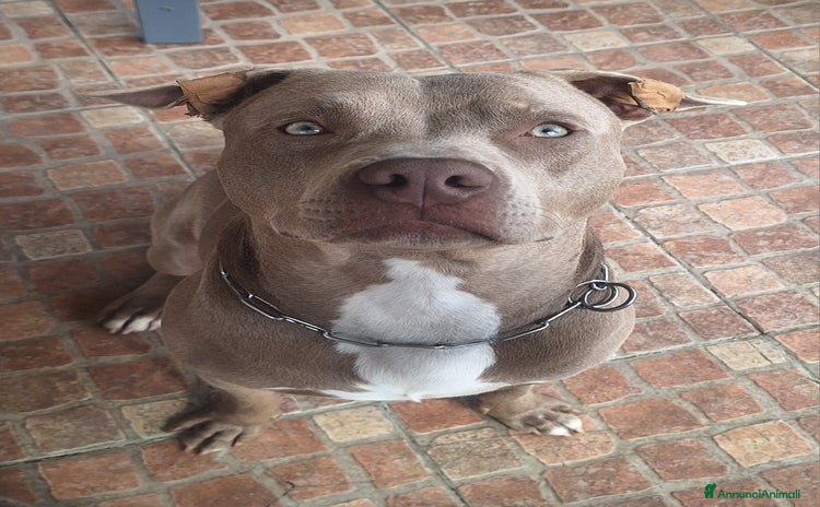 Pitbull cani a Provincia di Cremona - Annuncio 2