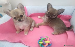 Chihuahua cani in vendita: Cuccioli Chihuahua a pelo lungo con Pedegree Enci  - Annuncio 13