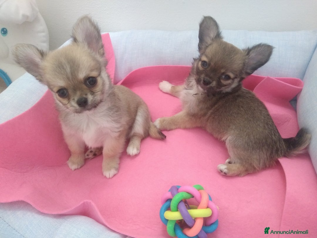 Chihuahua cani in vendita: Cuccioli Chihuahua a pelo lungo con Pedegree Enci  - Annuncio 13