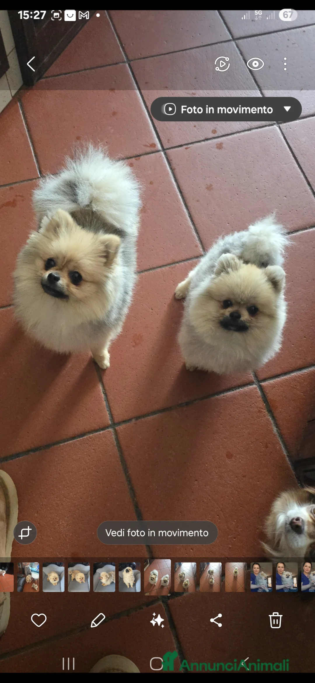 Volpino Pomerania cani in vendita: Volpino di pomerania pedigree  - Annuncio 1