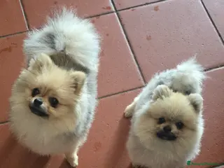 Volpino Pomerania cani Volpino di pomerania pedigree - Annuncio 2