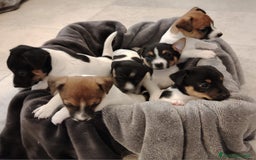 Jack Russell cani in vendita: Jack russel terrier tricolor - Immagine 1