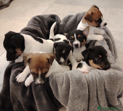 Jack Russell cani - Annuncio 3