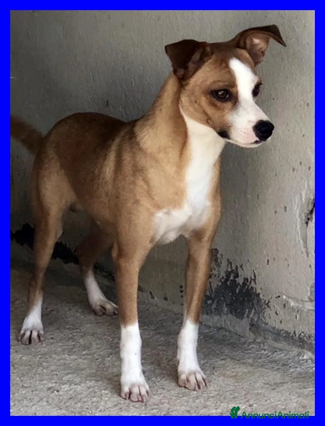 Meticcio cani in regalo: ALFONSO bel timidino - Annuncio 4