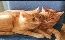 Altre razze gatti in regalo: Gattini Rossi  a Città metropolitana di Roma Capitale - Immagine 3