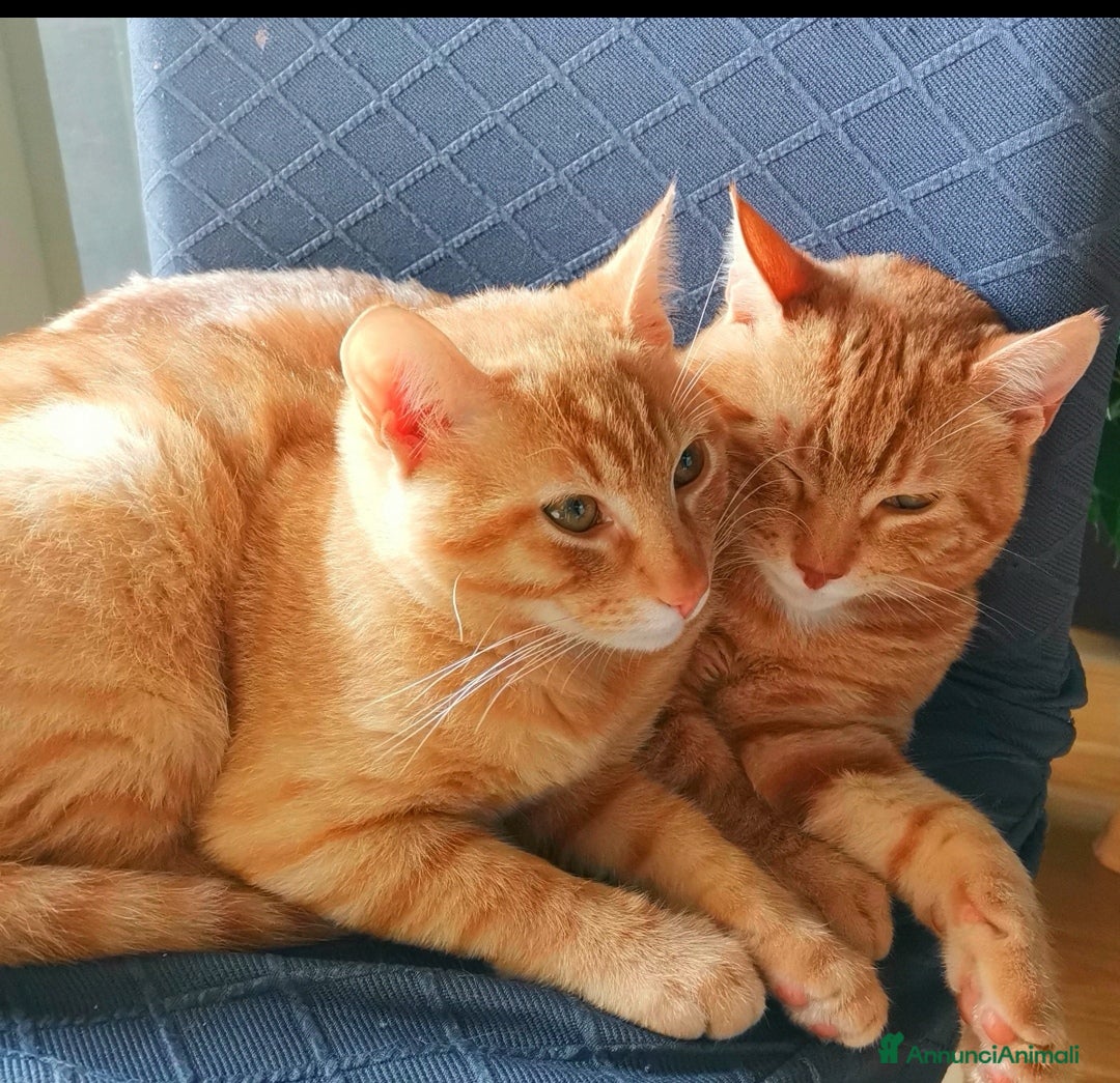 Altre razze gatti in regalo: Gattini Rossi  a Città metropolitana di Roma Capitale - Immagine 3