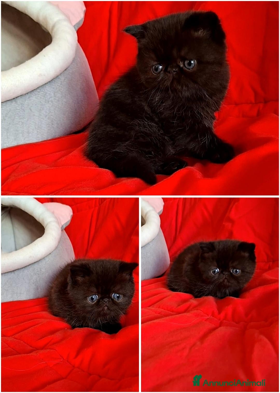 Exotic Shorthair gatti in vendita: Exotic shorthair  - Annuncio 3