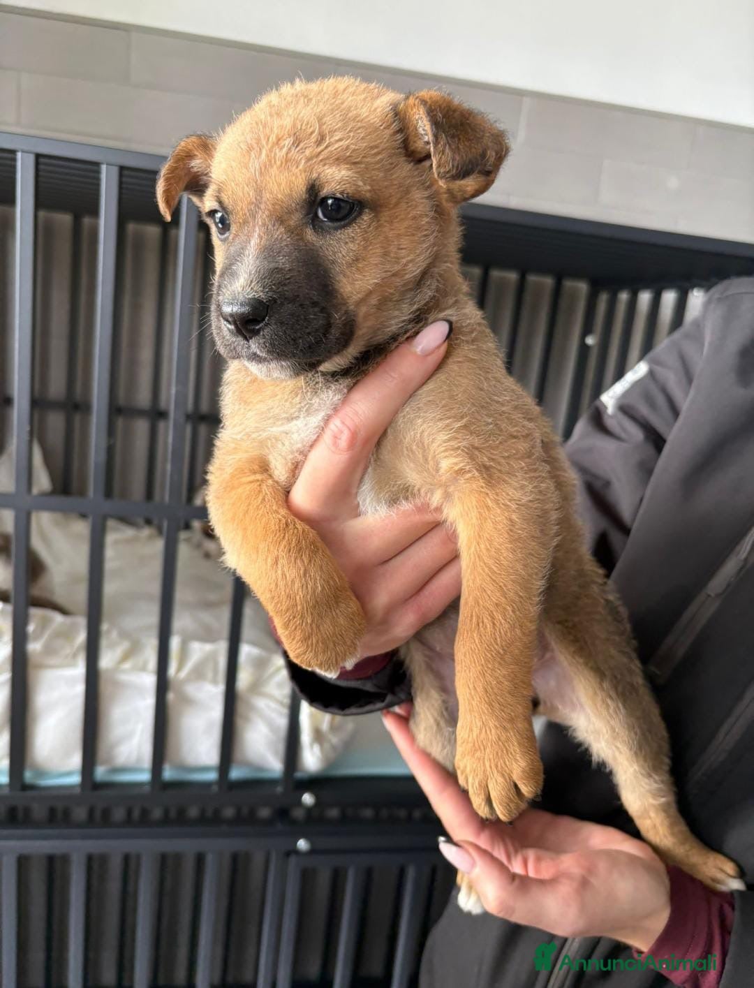 Meticcio cani in regalo: FRECCIA🩷-cucciolina futura taglia media cerca 🏠  - Annuncio 2