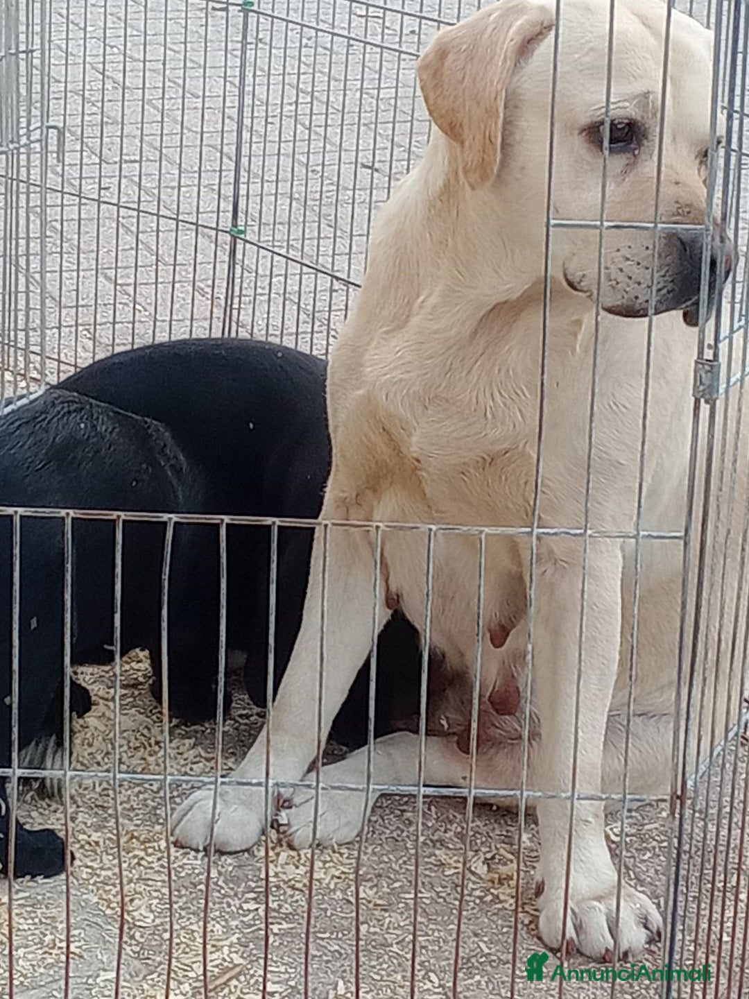 Labrador cani in vendita: Cucciolone di Labrador Maschio - Annuncio 2