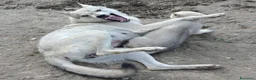 Lupo Cecoslovacco cani in vendita: Cucciolo Lupo Cecoslovacco argentato - Annuncio 2