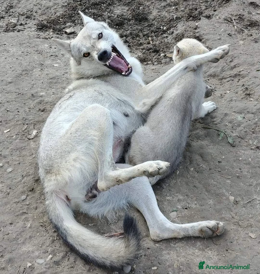 Lupo Cecoslovacco cani in vendita: Cucciolo Lupo Cecoslovacco argentato - Annuncio 2