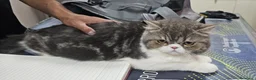 Exotic Shorthair gatti in regalo: EXOTIC SHORTHAIR  - Annuncio 2