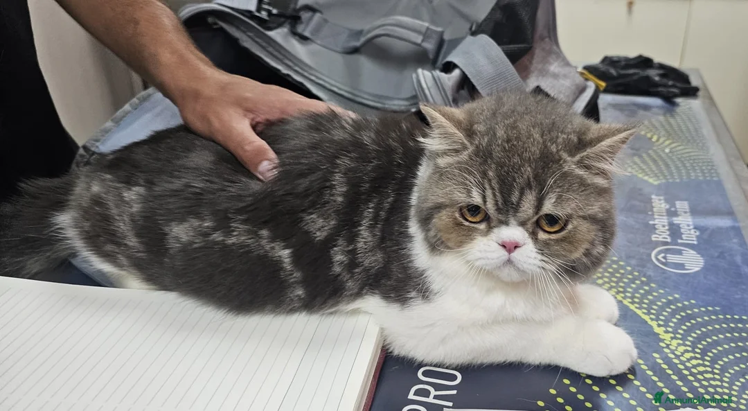 Exotic Shorthair gatti in regalo: EXOTIC SHORTHAIR  - Annuncio 2
