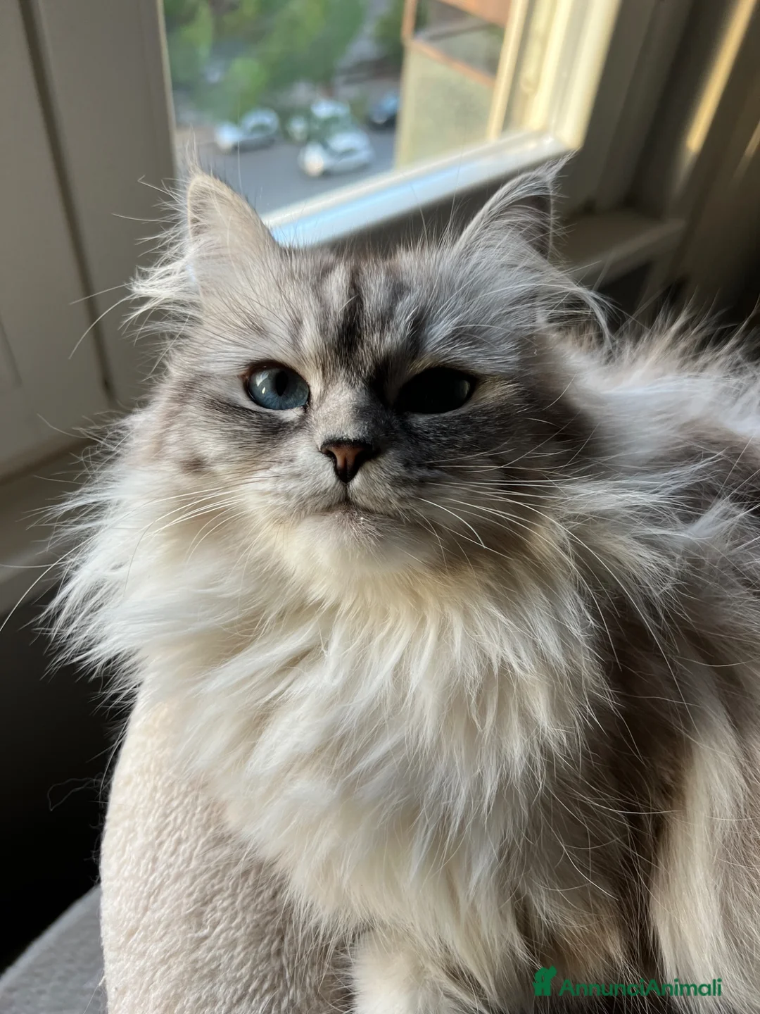 Siberiano gatti in vendita: Si prenotano cuccioli di siberiano con pedigree a Provincia di Terni - Annuncio 1