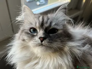 Siberiano gatti Si prenotano cuccioli di siberiano con pedigree - Annuncio 1