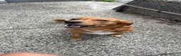 Meticcio cani in regalo: Regalo cagnolino piccola taglia a Ente di decentramento regionale di Udine - Annuncio 1