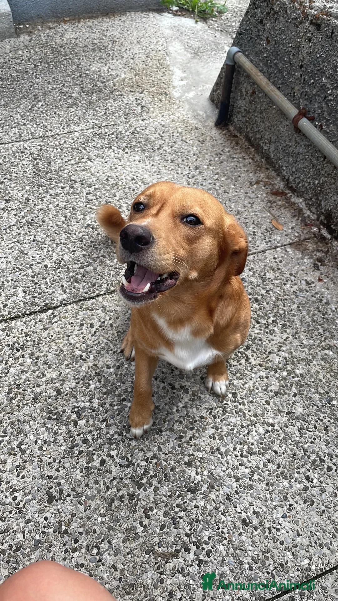 Meticcio cani in regalo: Regalo cagnolino piccola taglia a Ente di decentramento regionale di Udine - Annuncio 1