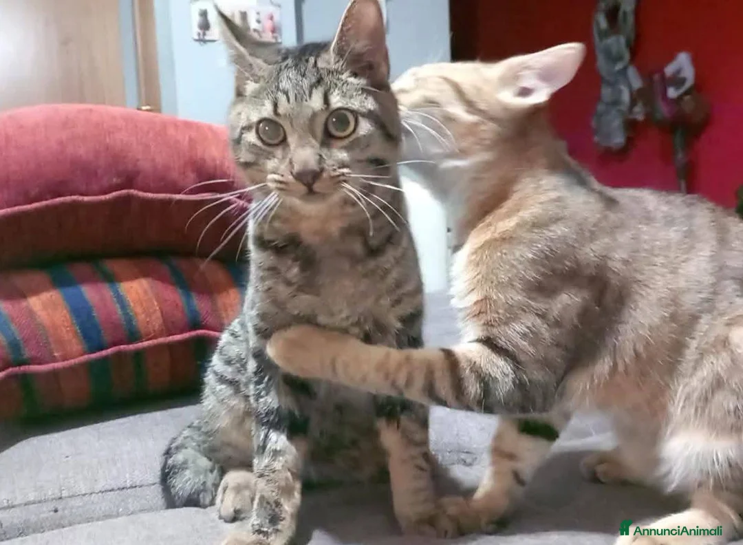 Europeo gatti in regalo: Tenero micino in adozione, TIGRO! - Annuncio 2