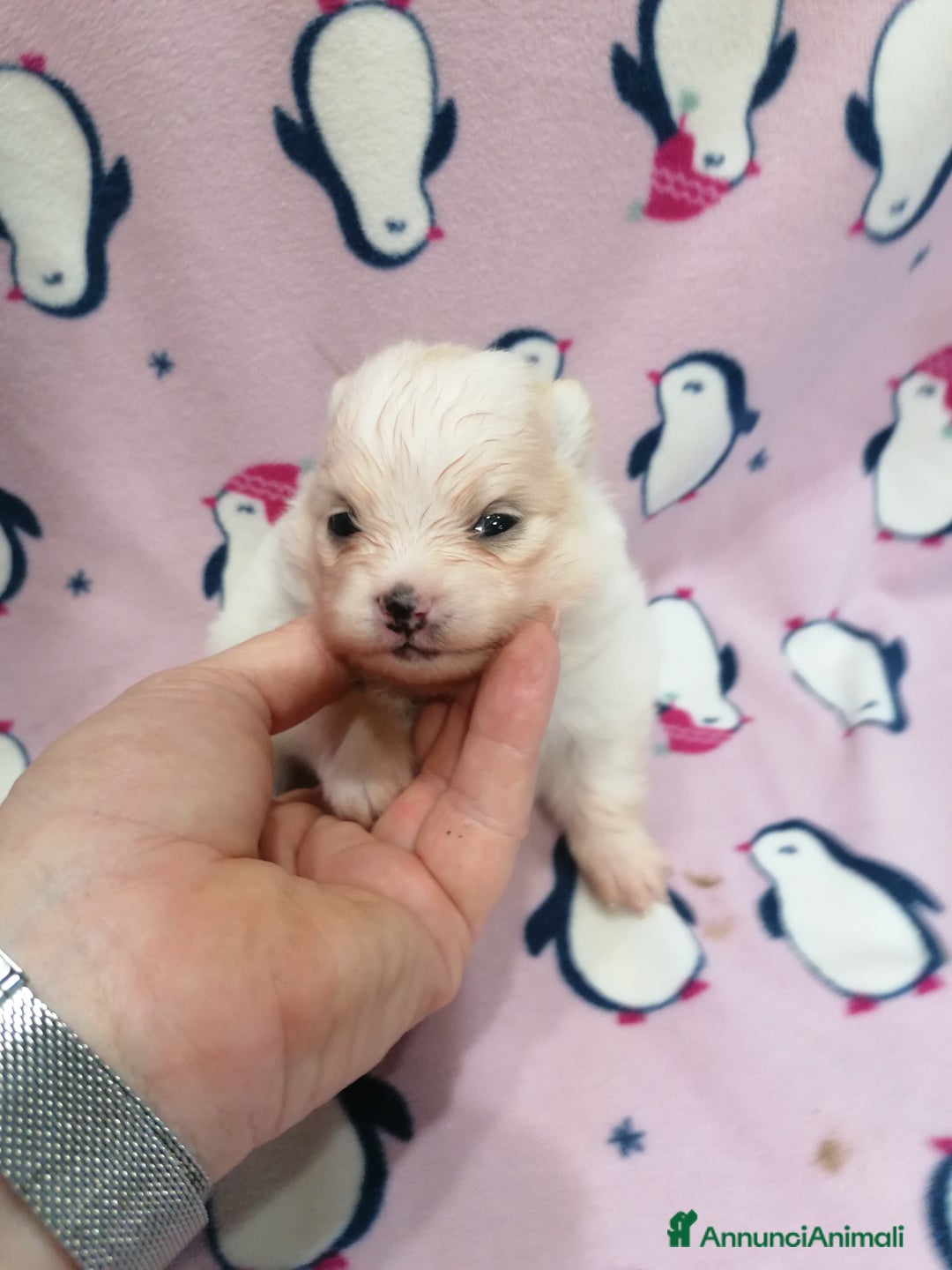 Volpino Pomerania cani in vendita: Volpino Pomerania  - Annuncio 7