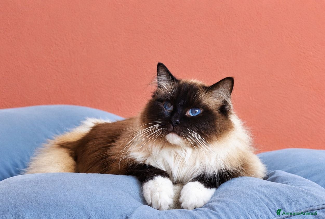 Ragdoll gatti Cucciolo ragdoll blu bicolor e seal mitted  - Annuncio 2