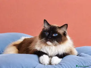 Ragdoll gatti Cucciolo ragdoll blu bicolor e seal mitted - Annuncio 2