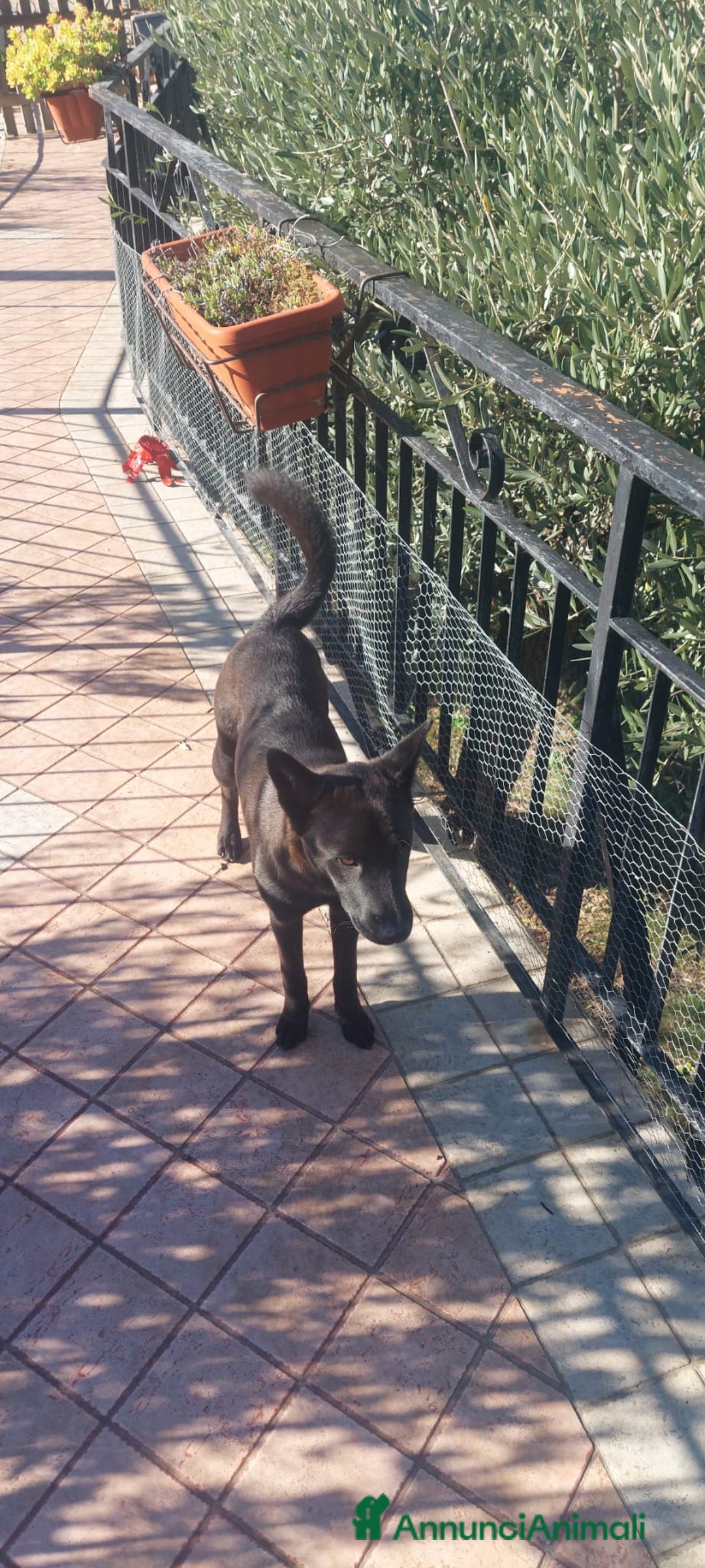 Altre razze cani in regalo: Pastore belga  - Annuncio 3