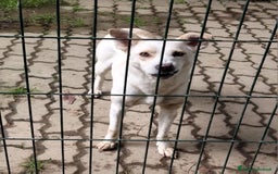 Meticcio cani in regalo: ALICE  a Città Metropolitana di Torino - Immagine 10