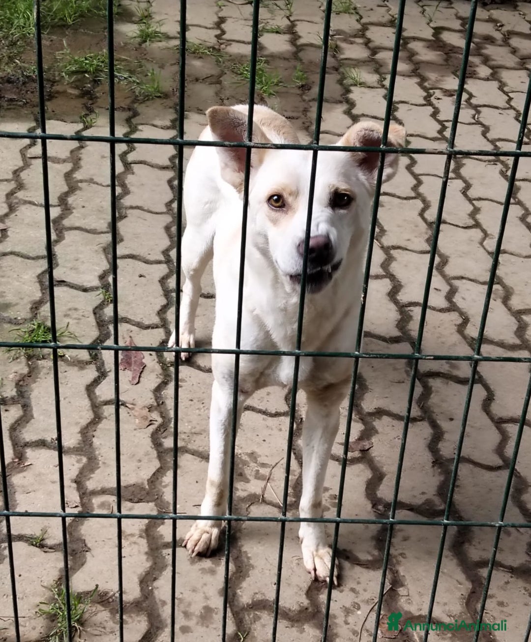 Meticcio cani in regalo: ALICE  a Città Metropolitana di Torino - Immagine 10