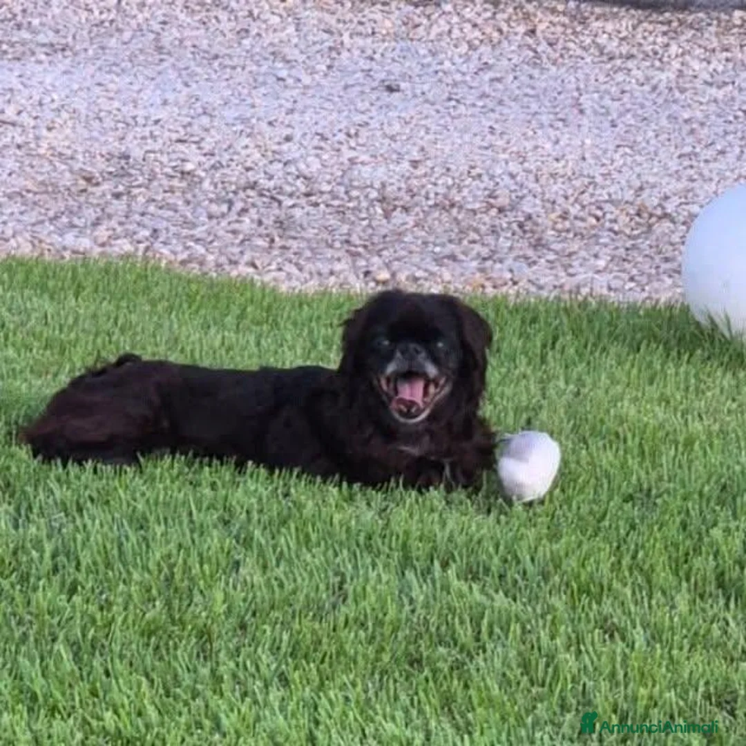 Pechinese cani in regalo: Isotta, sei kg di dolcezza - Annuncio 2