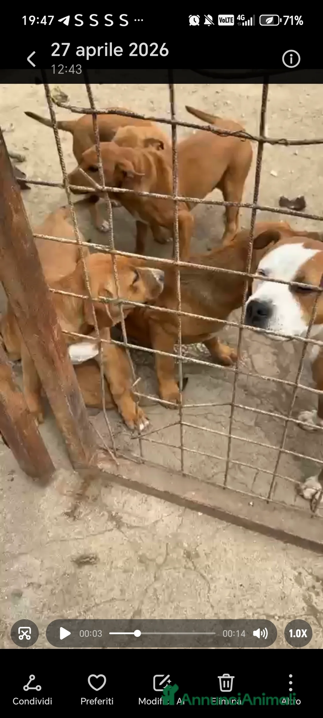 Meticcio cani in regalo: Ares, incrocio pitbull! (5 mesi)  - Annuncio 2