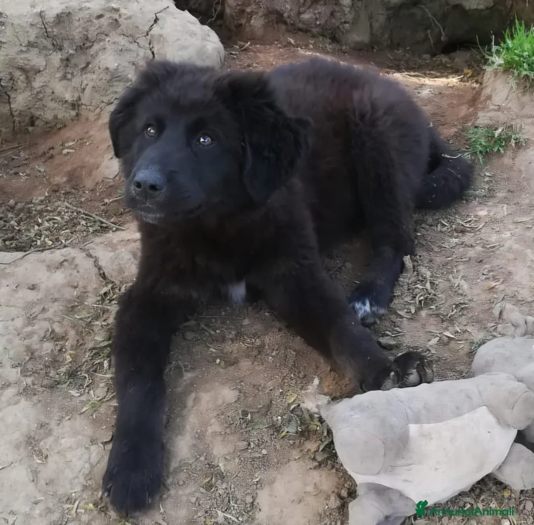 Meticcio cani in regalo: BROWNIE MIX BORDER COLLIE/MAREMMANO  a Provincia di Varese - Annuncio 6