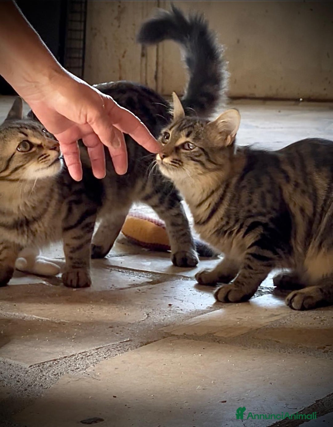 Norvegese gatti in regalo: Gattina incrocio norvegese delle foreste - Annuncio 4